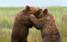 WrestlingCubs1920x12008-14-2012 11_40_51 AM Bing Desktop